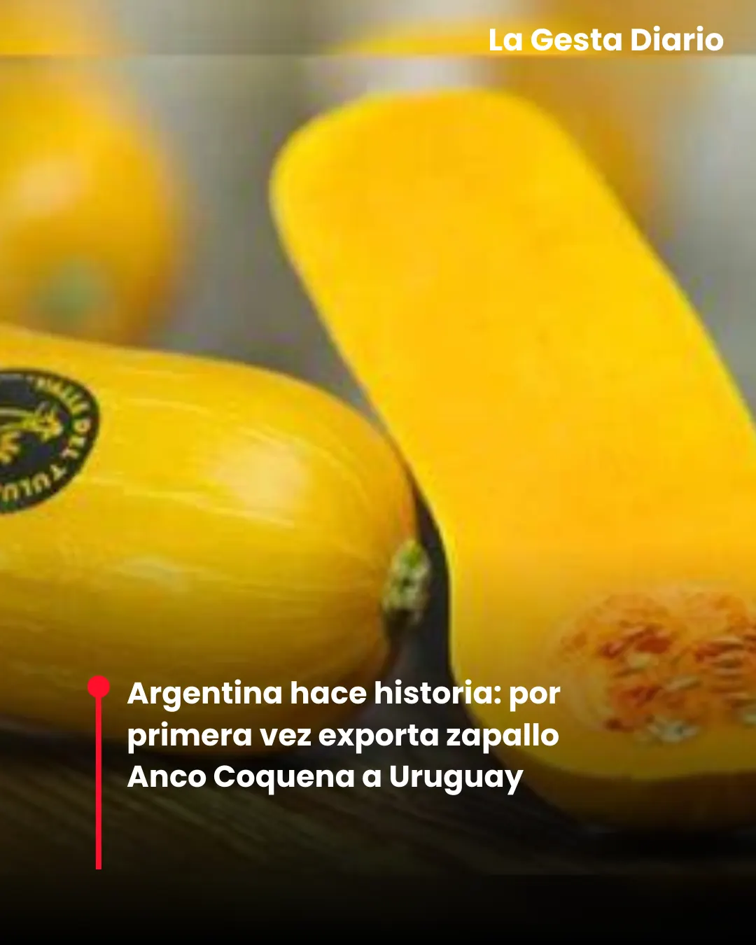 Argentina hace historia: por primera vez exporta zapallo Anco Coquena a Uruguay