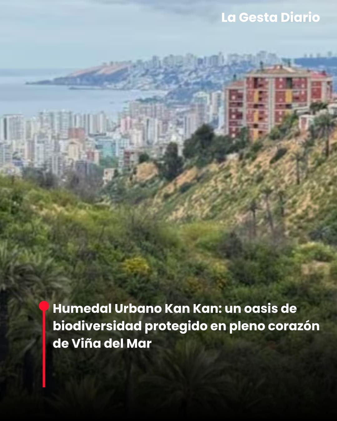 Humedal Urbano Kan Kan: un oasis de biodiversidad protegido en pleno corazón de Viña del Mar