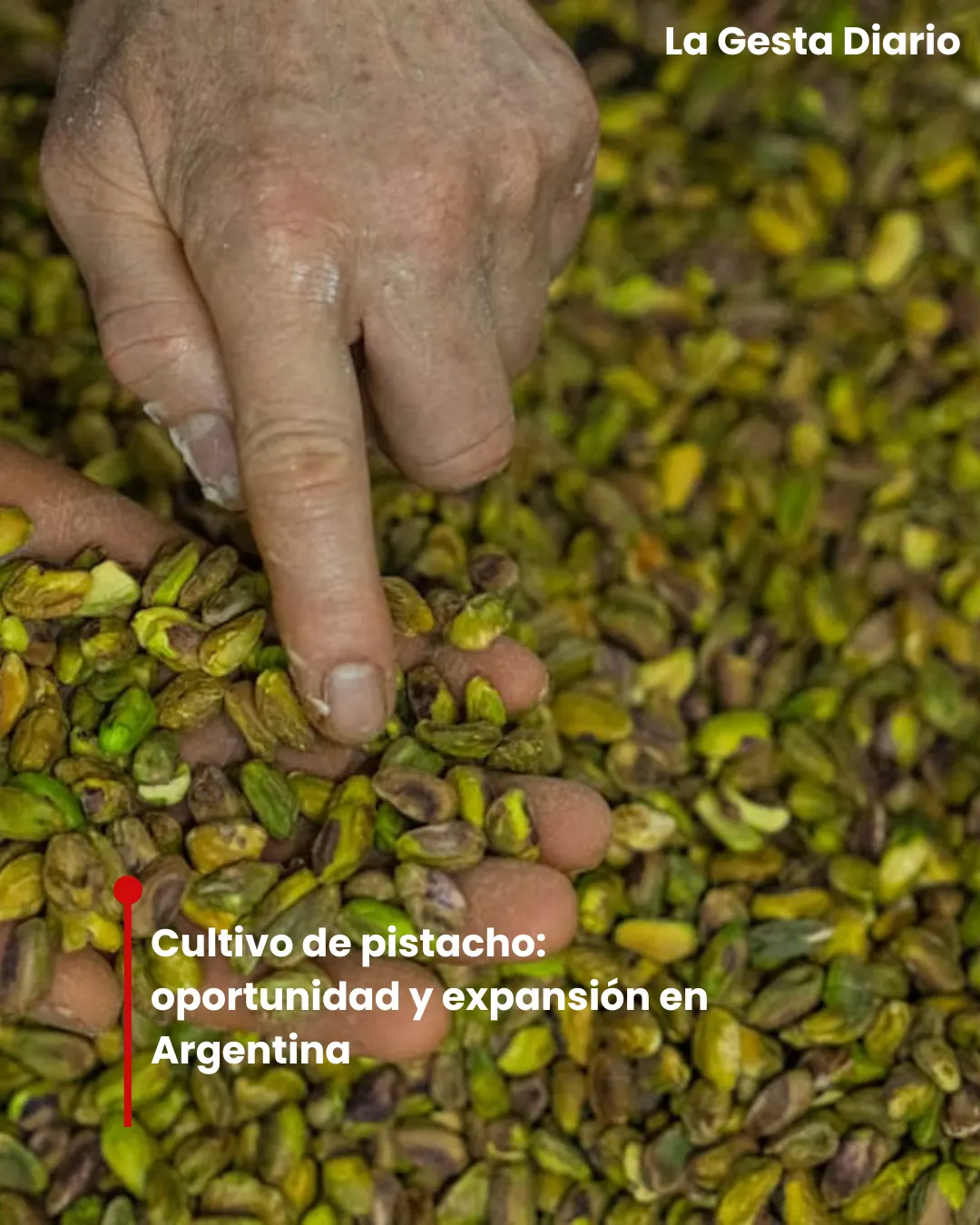 Cultivo de pistacho: oportunidad y expansión en Argentina