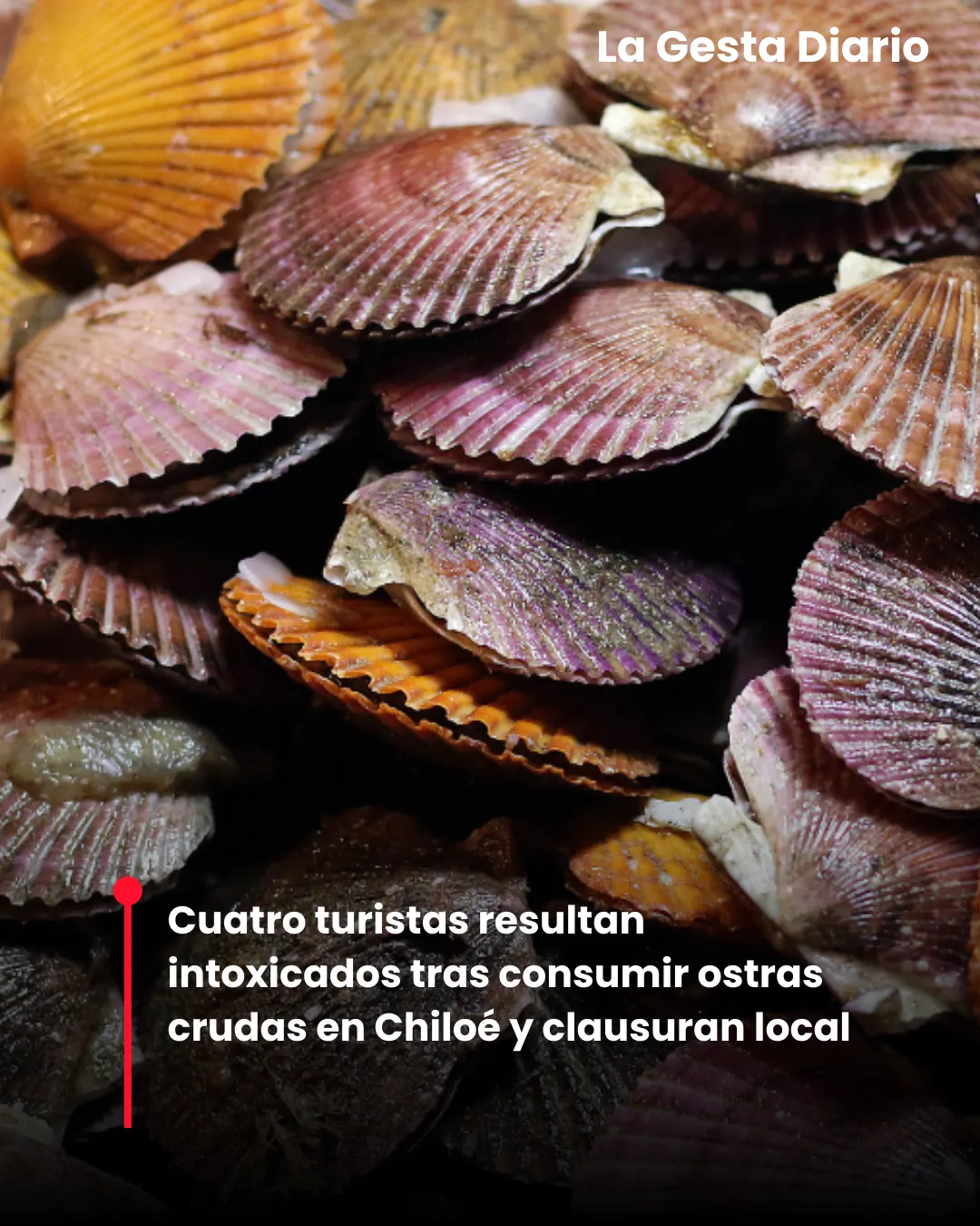Cuatro turistas resultan intoxicados tras consumir ostras crudas en Chiloé y clausuran local